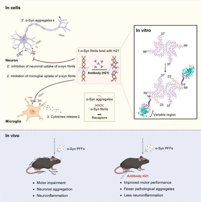 上海交大Bio-X研究院李丹课题组与合作者开发靶向帕金森病α-syn病理聚集体的单克隆抗体